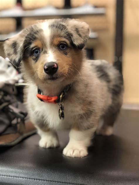 aussie cowboy corgi|australian shepherd corgi mix adoption.